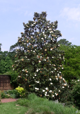 [A tree more than 25 feet tall with dark leaves and dozens of large white flowers from the ground all the way to just near the top.]